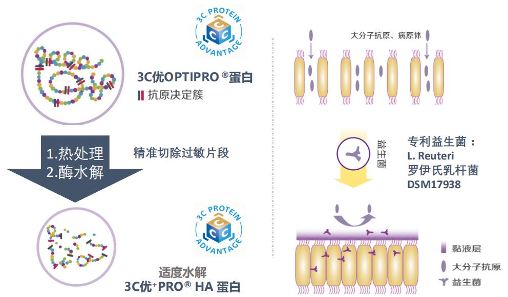 德国BEBA HA低敏配方奶粉拥有独家专利蛋白水解技术